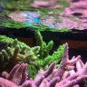 cincyreef