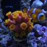 reefs4fun