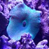 Atlantis Labyrinth