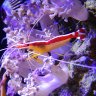 red reef
