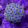 LumpyFish