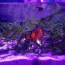 AtanReef