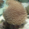 lebladp