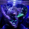 Maritza The Vase Reef