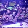 Reefertanks