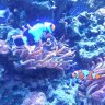 ZoanthidAddict