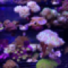 HookedOnReefs