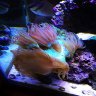engineer goby