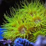 shubi