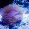 CoralGod