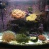 AlexTheReef"Pro"