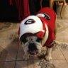 ebulldog
