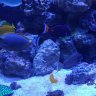 mxreef887