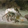 SeeCrabRun