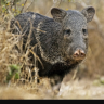 Javelina