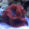 addicted2reefing