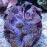 Dyonopses