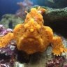 SeahorseSmile