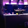 BettaReef