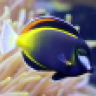 nelson"s reef