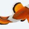 edosan