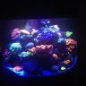 reeflover2
