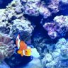 juicedreef