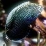 wrassegauche17