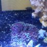 Sealifereef