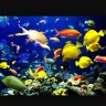 fishboy15