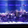 Got Acros???