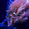 NicksMixedReef