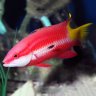CubanHogFish