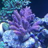 Test led
