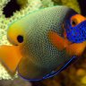 coral_menagerie