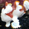 Reefergirl18