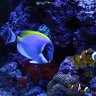 Velocity