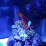 FireEater24