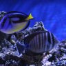 Rob's Reef
