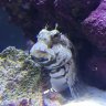 ReefGeek11