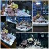 TONYROMA1161