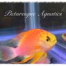 Picturesque Aquatics