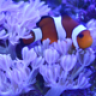 ReefGeek_11