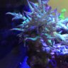 209reef