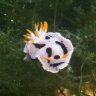 elvera