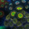Tegridy Reef