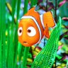Richard82reef