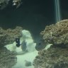 The avid anglerfish