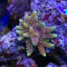 Ryanaquarium