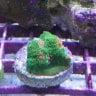 FinsandFrags